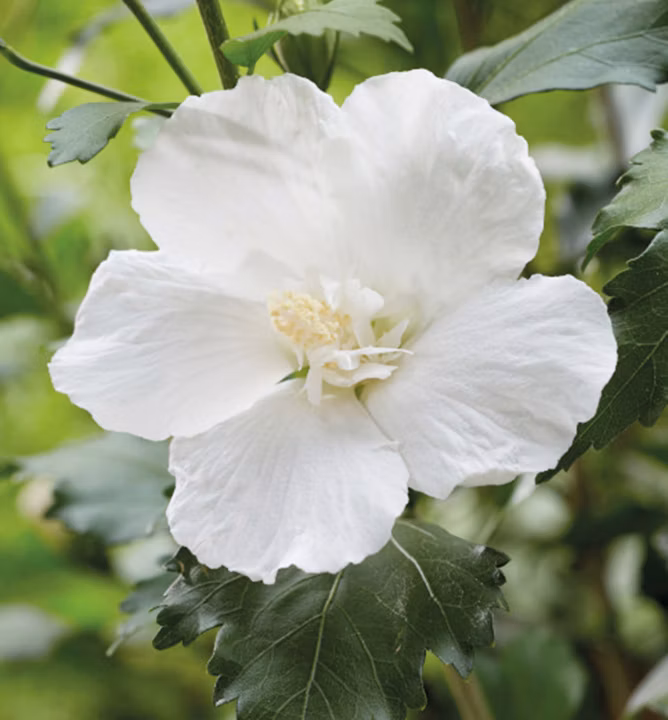 bc3873c8e4e5e2d45f1d27560e7d33d5