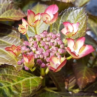 bc49c4b6f35d7529f725fbf64f0e9730