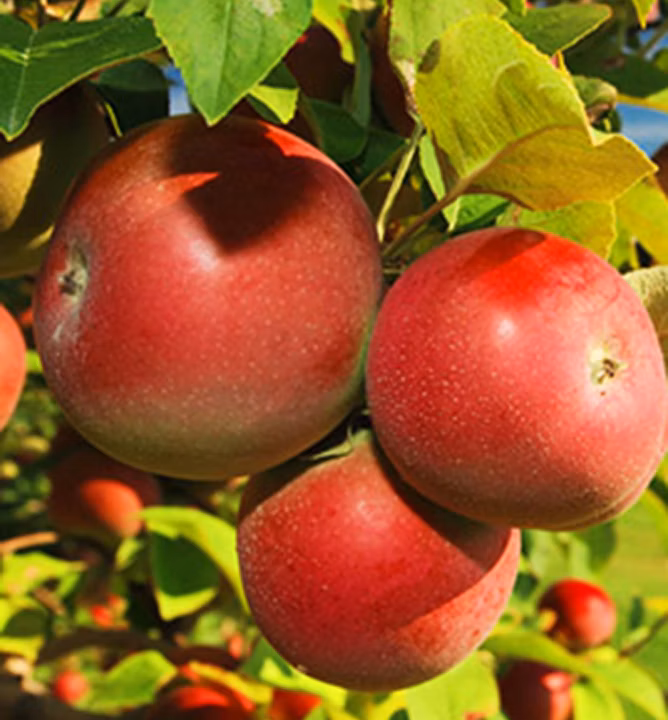 bc58459941950003b191f80f65f1c10a