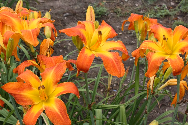 bc7e64eae3eba0669269f819899d1809