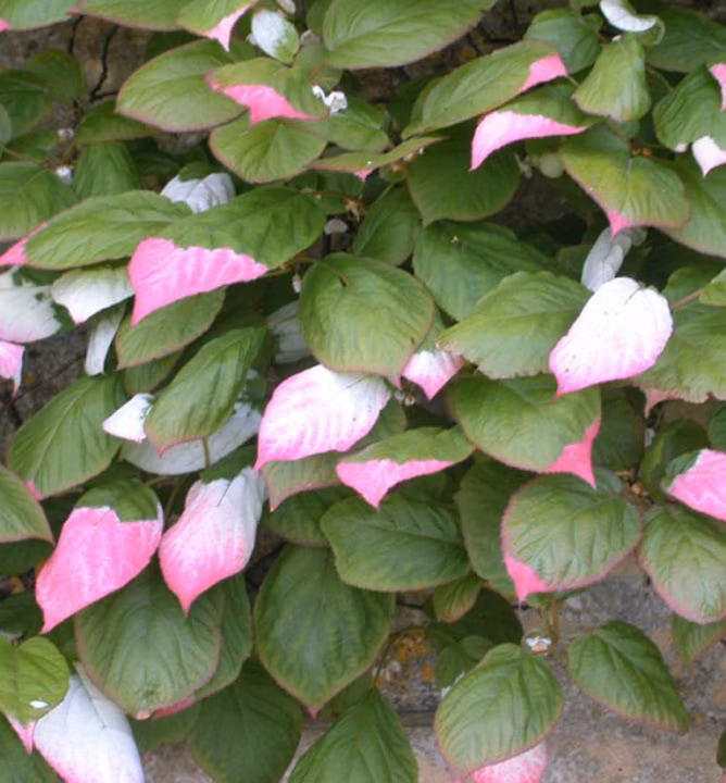 bccb5b717ddef3dd7a14964ae7559e68