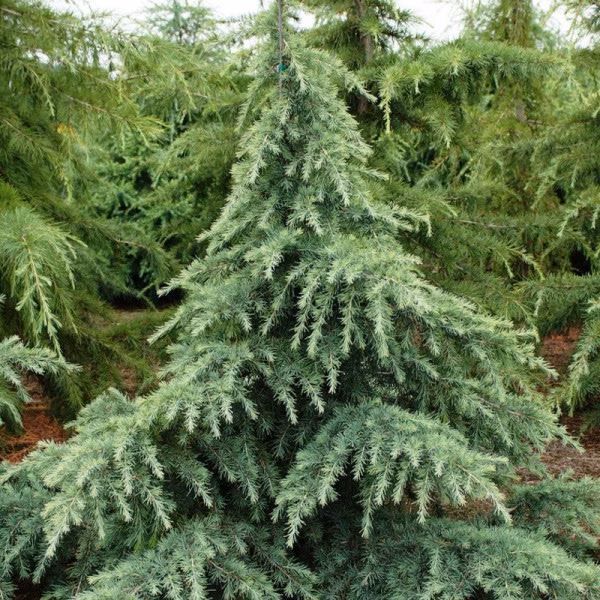 bcd6ba97d0851c629541e1ad80a1bc96