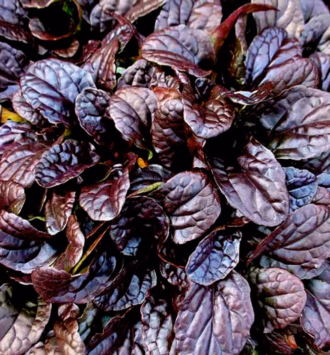 bcd8a522fffcc31da33f2a6b275dea9e