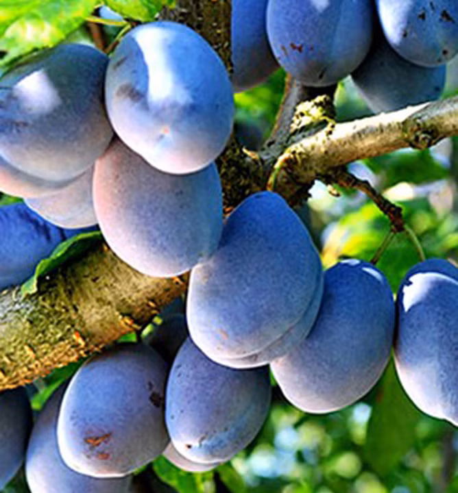 bd1b599f09d0100df256ca1cb10f2b2c