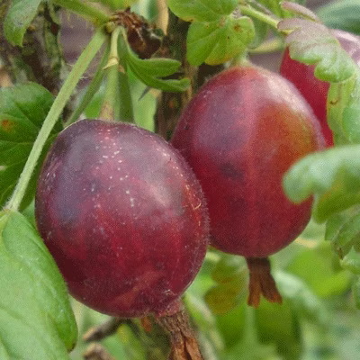 bd2a9aab3eeb4aa14749b46375037420