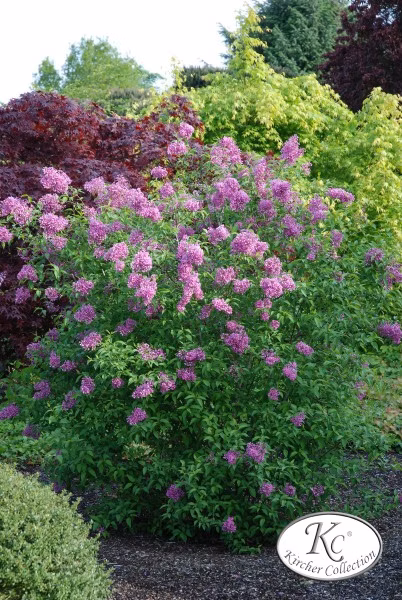 bd3d2818b3f25515da8dc10c947a534b