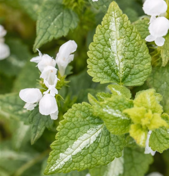 bd76252f72fa31d1e60d098887934456