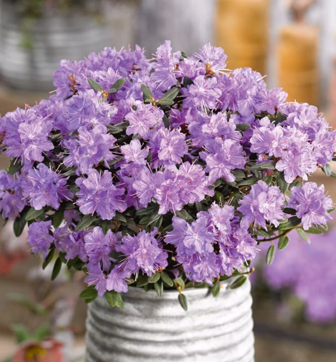 be3c865b98d14deda7d500a434c39146