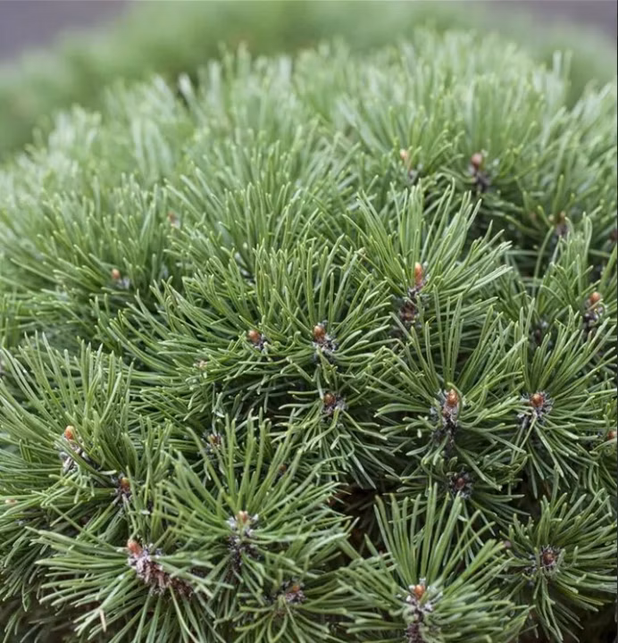 be551b283fb39c72957e66976ee3df45