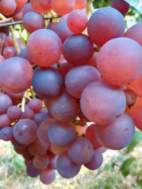 beb23fbde2505ccd17056f6e42ee9e37