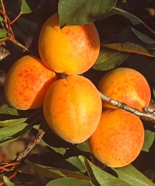 bec576997d7256c701085b9d0faaf33a