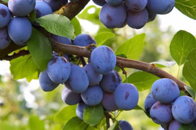 bece1f475fdaed0c189e552d0f3bee72