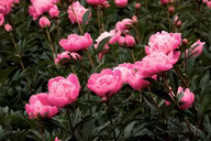 bee909258128a8c9ddb45da90dba26a8