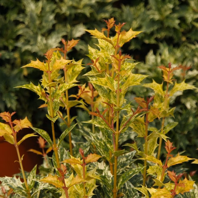 bf033b1725896bf13db3bbaba36c990e