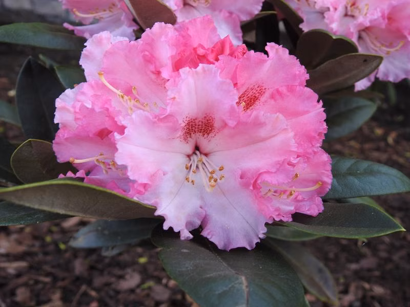 bf6d6a6961639327a3c8218d1390ab86