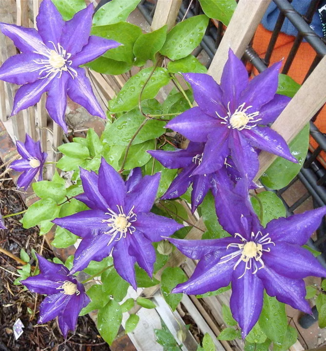 bf928f262c4529fffab6d2f4b54e7508