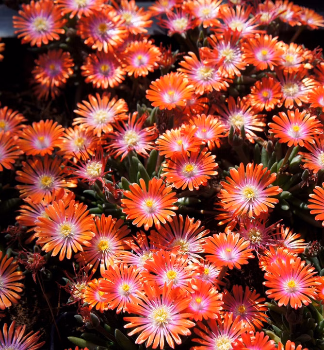 bf99f293445c67158d5202c523089d37