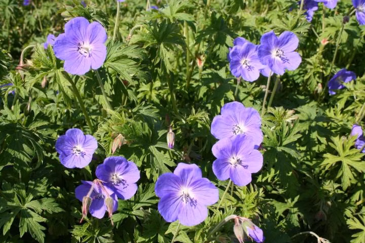 bfec7038cd6df009737dbc6f9443cfe4