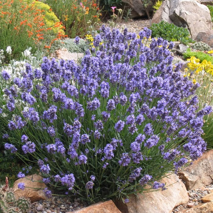 bff6a5fde7cf63db49f2fcf840d7f6c2