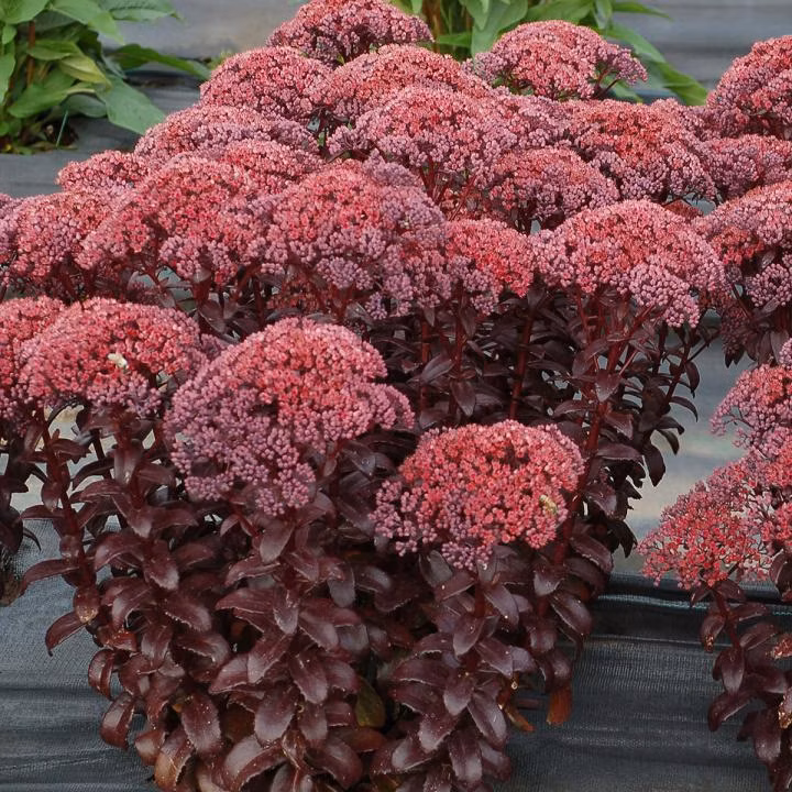 c01e6e76286ea0386b7e983d3b533b6c