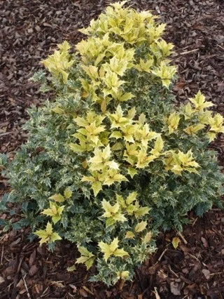 c057ee75b36f11f75e32486793e47733