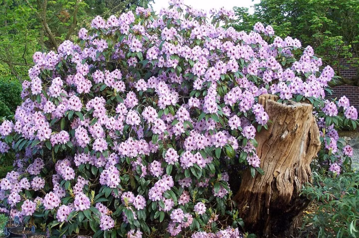 c0767aa123f245c6bf14d2953976081c