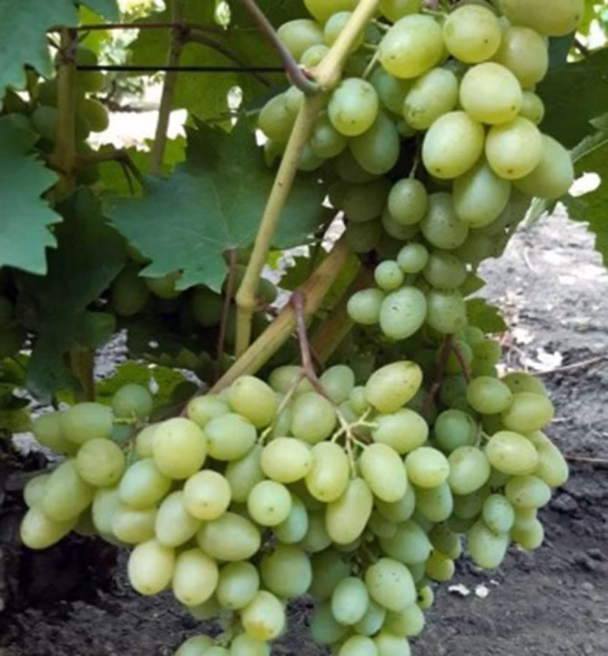 c07fb34fb9e354e0fbe4e15b9172cb21