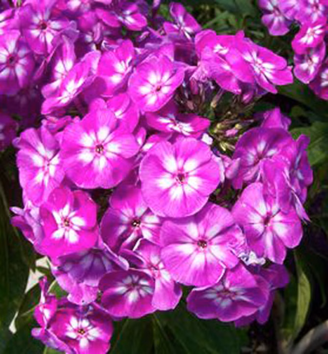 c09422bcbe5217271fc1993ae8007778