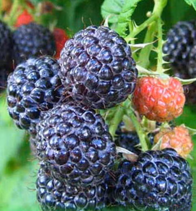 c097983ac7db2544439b770a66d7fd4b