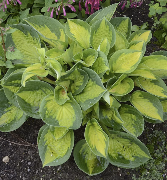 c0a1b624a1e1c4635be80bbc919b5159