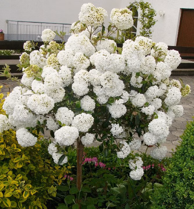 c0d74cf3a824bd17d6f91e24b11ff43c