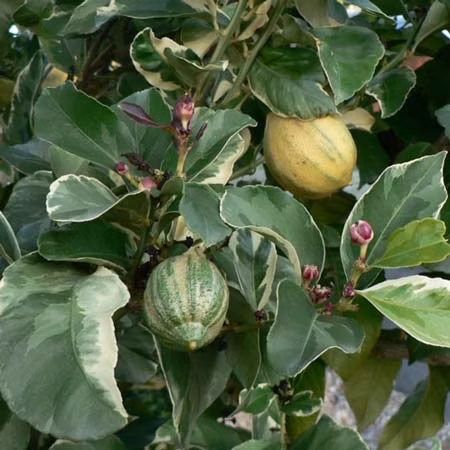 c0e68f636b27695d795170418ef97555