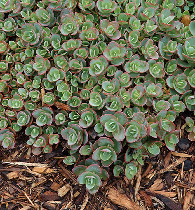 c0e83431e20e19a22dc209b5e2ba402a