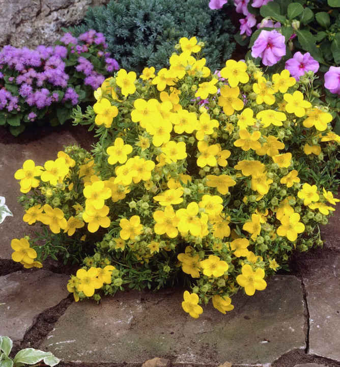 c10dafd7934502c332cb40a7ae9ceba1