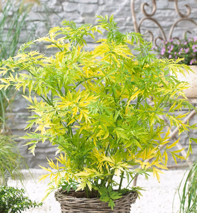 c118d5fbfffc27cb384be7cd42a9f35a