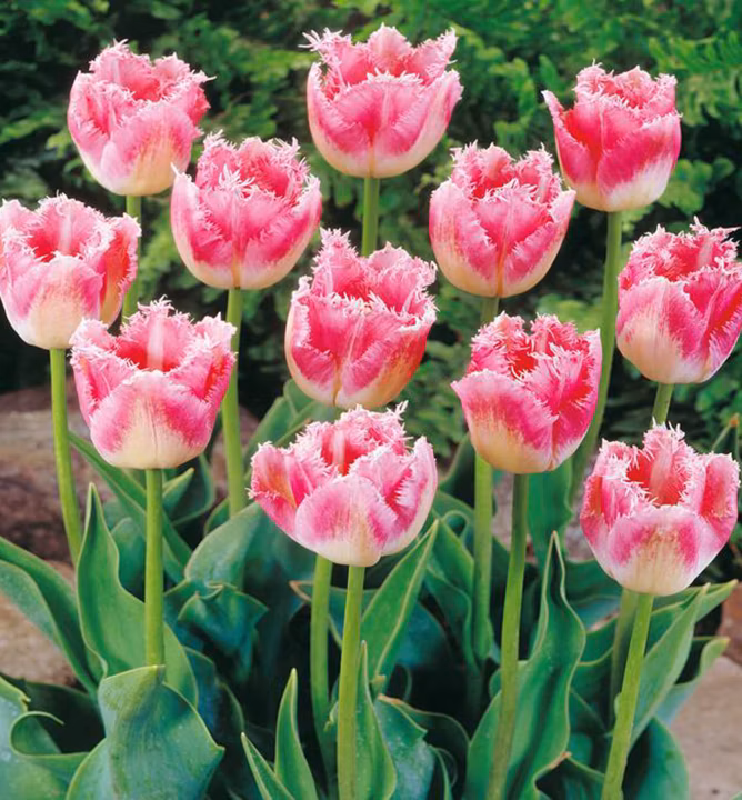 c11f1a5d6d7e48a6a6088a44fb2229bf