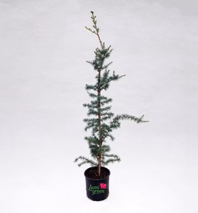 c1273281009358b69162cfd1f36860f7