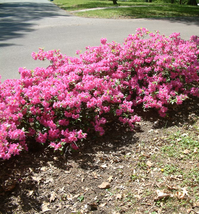 c12eb652d2b525e41c9329a2e498c961