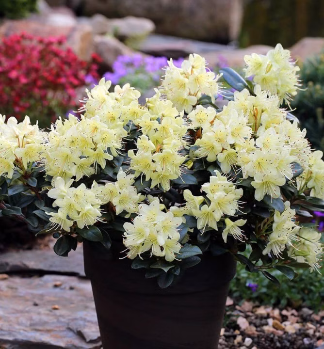 c1519b57aa90d5d8d503c8f6dc3c91df