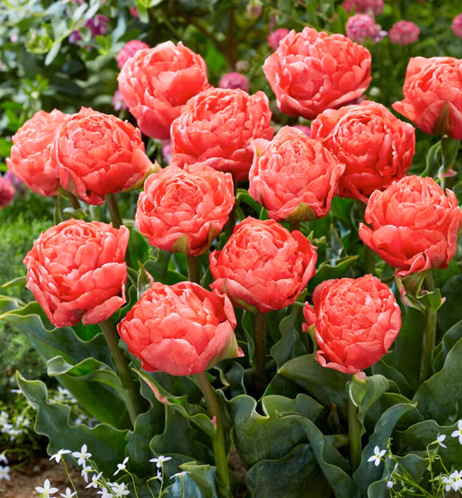 c159d2c016b0ff8aa821dac2a5e2003e