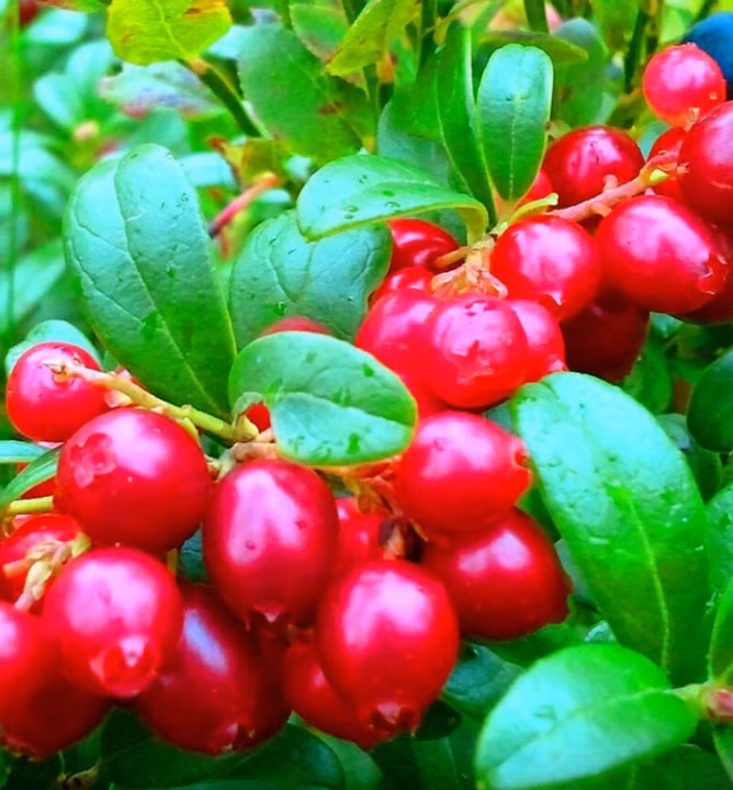 c1a33e09370d1cc7d244df5667b52708