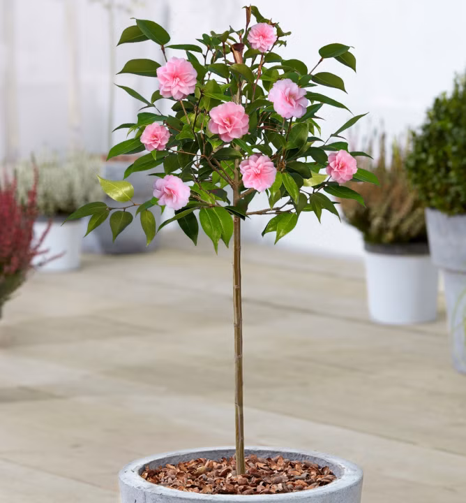 c1ca185040929092383d12a645bc5a27