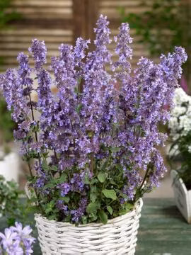 c1dda2efec323b340c5ca343673f1a51