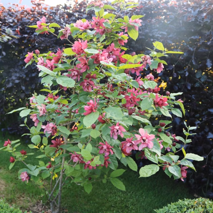 c269d6a5b636a6fb0e646e35c890c80a