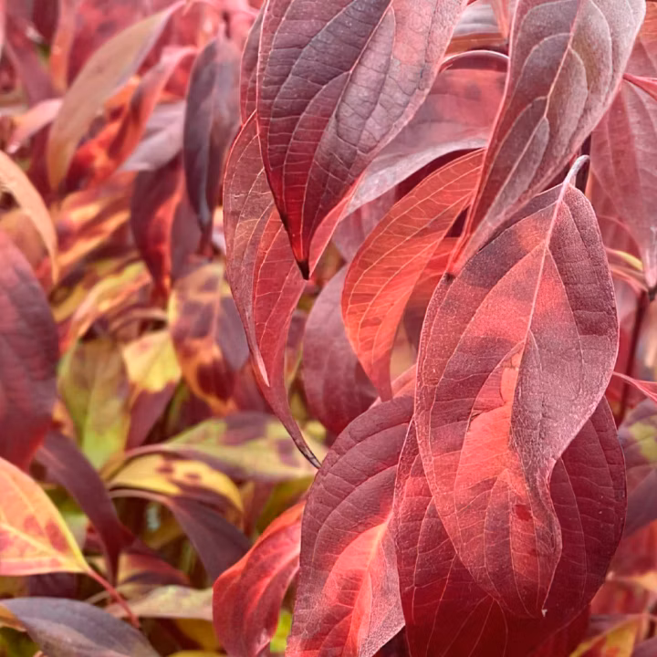 c294c6a4135398916b6f36857dbd62c5