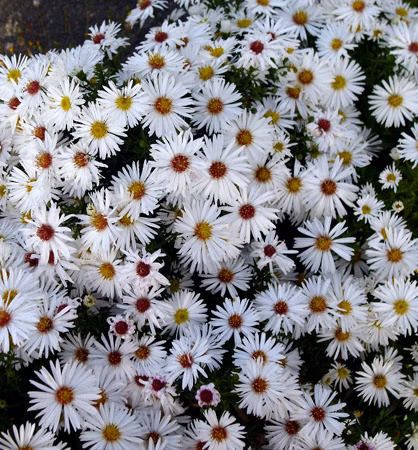 c2ac3f96ff1f26be0ad33a16f8f25cfb