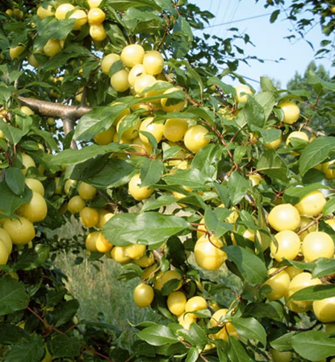 c2aceed7c534c713a7dcde1421e2d84f