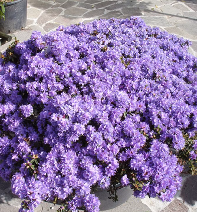 c2b6362178465c673febfd4c61111481