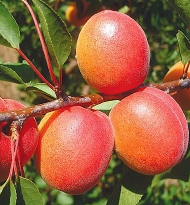 c2b688efeea685e854b3189d33fe2fd3