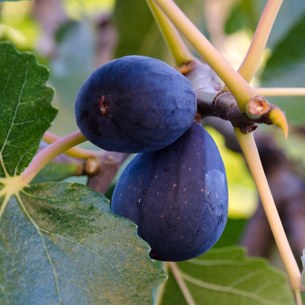 c2ec2e79a8a07f009d92935805642e3c